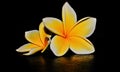 Balinese fangipani flowers on dark Royalty Free Stock Photo