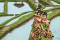 Balinese girls in rice terraces