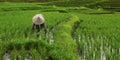Balinese with hat working in rice field Royalty Free Stock Photo