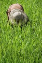 Balinese with hat working in rice field Royalty Free Stock Photo