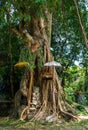 Balinese holy tree