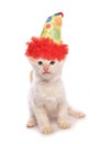 Balinese Kitten wearing a clown hat studio Royalty Free Stock Photo