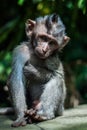 Balinese long tailed baby monkey Royalty Free Stock Photo