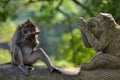 Balinese long-tailed Crab-eating macaque monkey male eating food Royalty Free Stock Photo