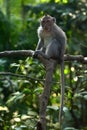 Balinese long-tailed Crab-eating macaque monkey male in Ubud Bal Royalty Free Stock Photo