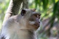 Portrait closeup, Balinese Long Tailed Monkey. Tree, green vegetation in background.