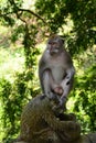 Balinese long tailed monkey. Monkey forest. Padangtegal village. Ubud. Bali. Indonesia Royalty Free Stock Photo