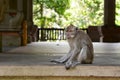 A balinese long tailed monkey near the main temple. Monkey forest. Padangtegal village. Ubud. Bali. Indonesia Royalty Free Stock Photo