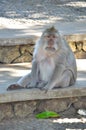 Balinese long-tailed Monkey, scientific name Macaca fascicularis. Royalty Free Stock Photo