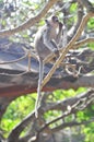 Balinese long-tailed Monkey, scientific name Macaca fascicularis. Royalty Free Stock Photo