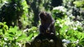 Balinese long-tailed monkey