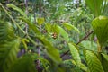 Balinese Luwak Coffee