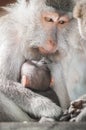 Balinese macague monkeys feeding her baby at Sacred Monkey Fores Royalty Free Stock Photo