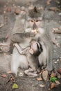 Balinese macague monkeys feeding her baby at Sacred Monkey Fores Royalty Free Stock Photo