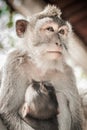 Balinese macague monkeys with her baby at Sacred Monkey Forest Royalty Free Stock Photo