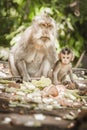 Balinese macague monkeys with her baby at Sacred Monkey Forest Royalty Free Stock Photo