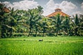 Balinese men in straw hat working on terrace field