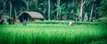 Balinese men in straw hat working on terrace field