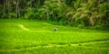 Balinese men in straw hat working on terrace field