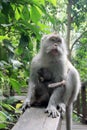 Balinese Monkey with child