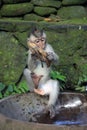 Balinese Monkey playing with banana