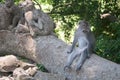 Balinese monkey sitting in sacred forest, Ubud, Bali, Indonesia.