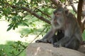 Balinese monkey sitting in sacred forest, Ubud, Bali, Indonesia.