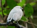 Balinese mynah bird at bali bird park Royalty Free Stock Photo