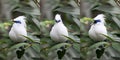 Balinese Mynah Bird Series Royalty Free Stock Photo