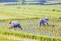 Balinese Rice Farmer near Ubud Indonesia