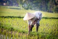 Balinese Rice Farmer