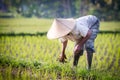 Balinese Rice Farmer