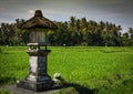 Balinese rice field agricultural landscape