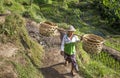 Balinese rice field worker on rice field Royalty Free Stock Photo