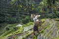 Balinese rice field worker on rice field Royalty Free Stock Photo