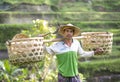 Balinese rice field worker on rice field Royalty Free Stock Photo