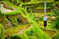 Balinese rice field worker in a rice fields. Royalty Free Stock Photo