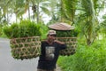 Balinese rice fields