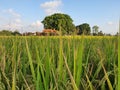 balinese rice fields in the countryside Royalty Free Stock Photo