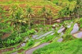 Balinese rice fields terrace