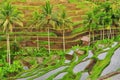 Balinese rice fields terrace detail