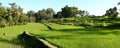 Balinese Rice Terraces