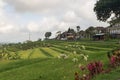 Balinese Rice Terraces