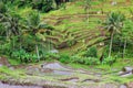 Green rice field landscape Asia travel Bali Cambodia Vietnam China Burma Lao Sapa fields Thailand hill terrace farming landmark Royalty Free Stock Photo