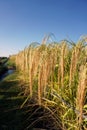 Balinese rice trees neatly lined up along the rice fields at Jatiluwih Rice field Tabanan Bali, May 13, 2021 at 08.03