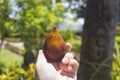 Salak snake fruit in woman hand