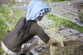 Balinese Woman Planting Green Onions ( scallions ) in the Soil.