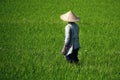Balinese with hat working in rice field Royalty Free Stock Photo