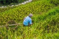 Balinese Worker on Green cascade rice field plantation at Tegalalang terrace. Bali, Indonesia Royalty Free Stock Photo