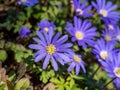 Balkan anemone Anemone blanda blooms in the spring in the garden